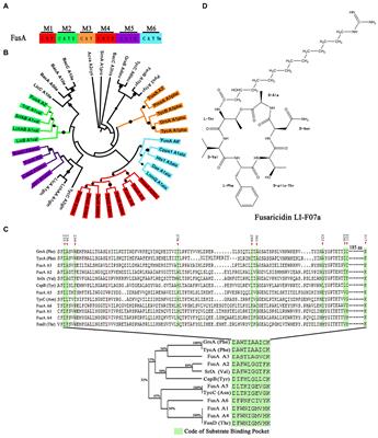 Structure modification of an antibiotic: by engineering the fusaricidin bio-synthetase A in Paenibacillus polymyxa